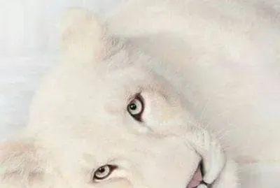 White lion