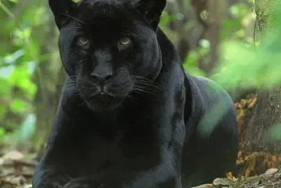 Panther