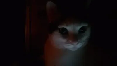 bambi