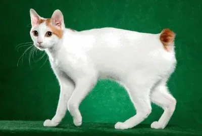 Bobtail giapponese