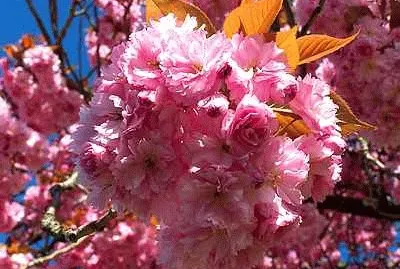 פאזל של Pink Blossom