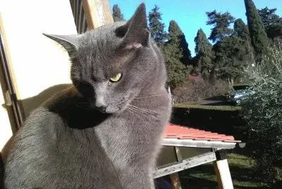 פאזל של Marietto5