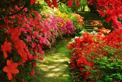 Awesome Flower Walk Way jigsaw puzzle