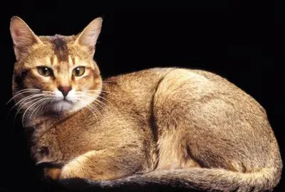 Ceylon
