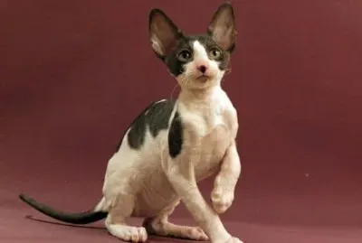 Cornish rex