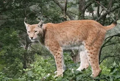 Lince domestica jigsaw puzzle