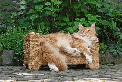 Maine coon