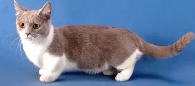 Munchkin