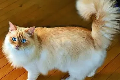 Ragamuffin
