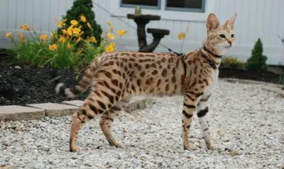 Savannah