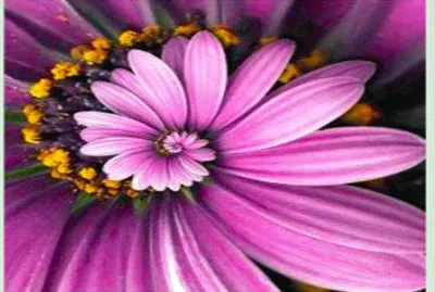 espiral de margarita