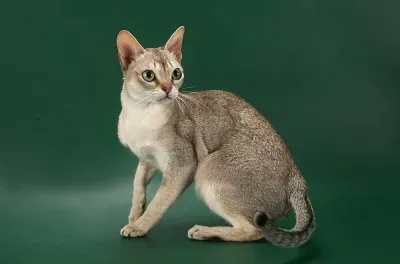 Singapura