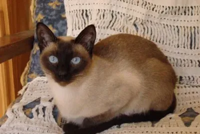 Soriano
