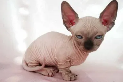 Sphynx dalle gambe corte