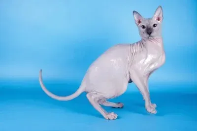Sphynx russo