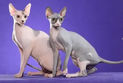 Sphynx
