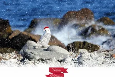 Santa owl