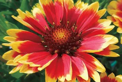 Flor Hermosa