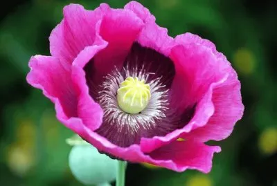 Flor Hermosa