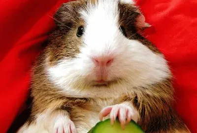 hamster