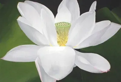 Flor Hermosa