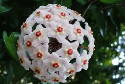 Flor Hermosa
