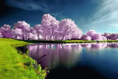 NATUREZA jigsaw puzzle