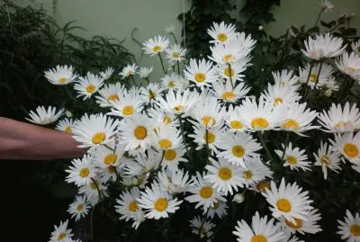 Margaritas jigsaw puzzle