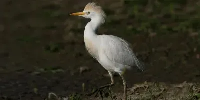 פאזל של Airone gurdabuoi