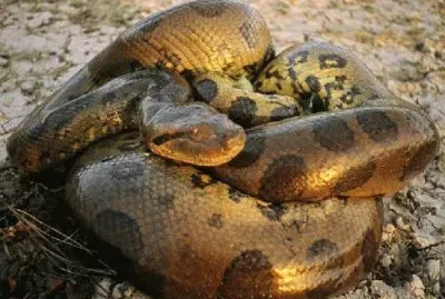 Anaconda