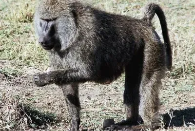 Babbuino