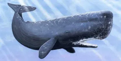 Balena