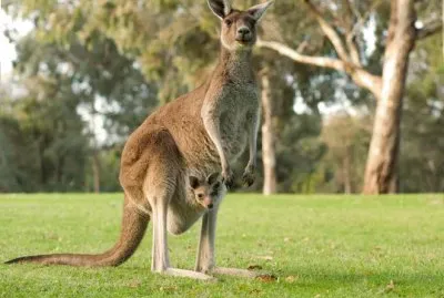 Canguro