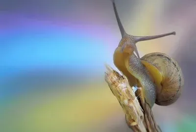 Chiocciola