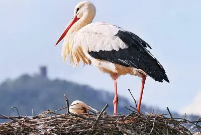 Cicogna