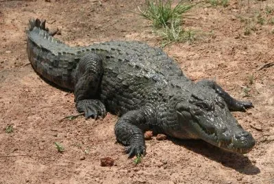 Coccodrillo