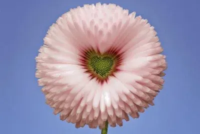 Flor CorazÃ³n jigsaw puzzle