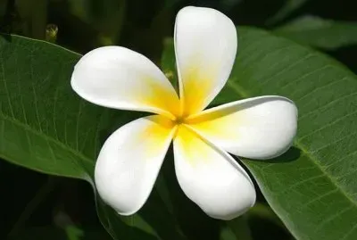 é›žè›‹èŠ±