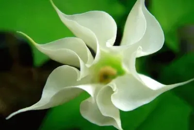 æ›¼é™€ç¾…èŠ±