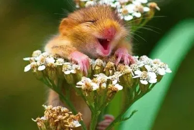 פאזל של good morning