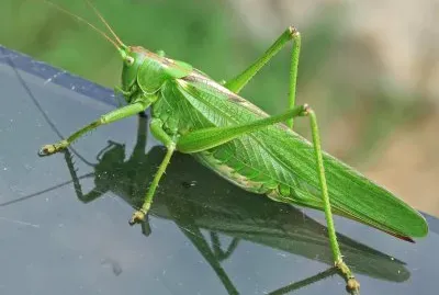 Cavalletta