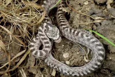 Colubro di riccioli