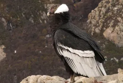 Condor