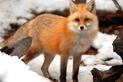 Coyote