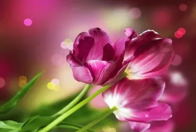 èŠ±è—è¡“