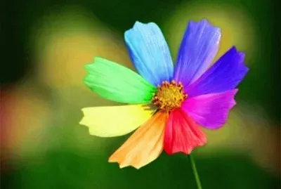 èŠ±è—è¡“