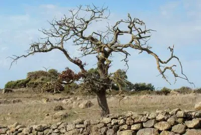 SS292, Sardegna