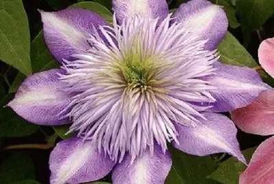 Clematis