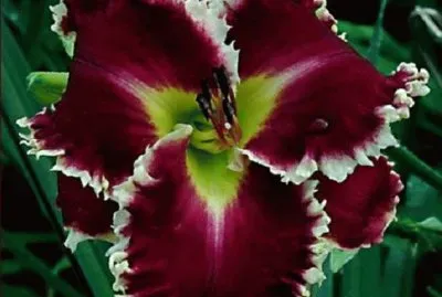 Flor jigsaw puzzle