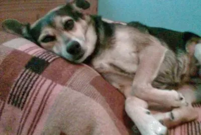 MI PERRA PINCKY